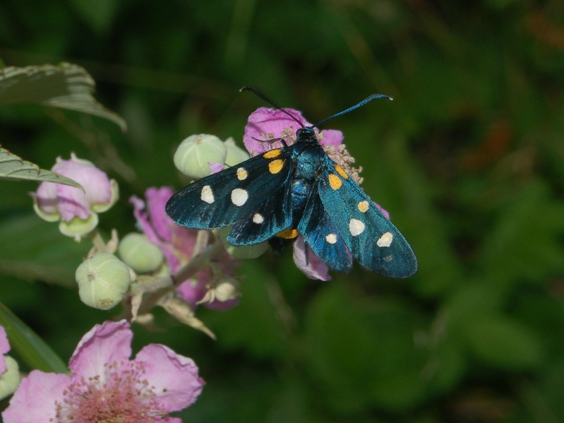 Farfalla da identificare: Zygaena ephialtes?